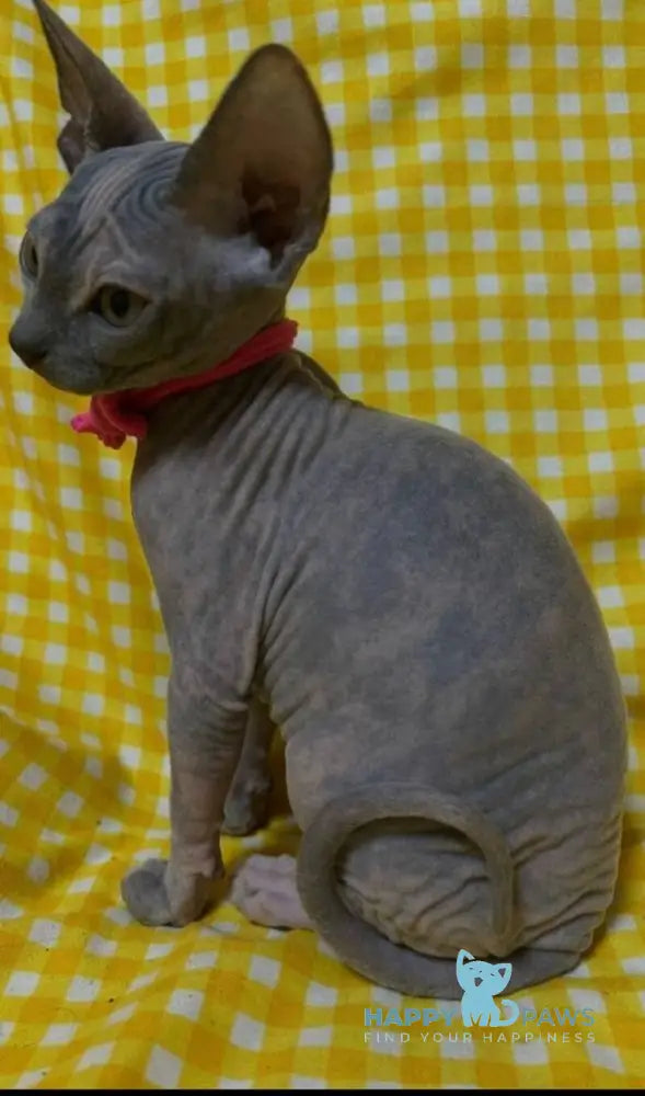 Adel Elf female blue tortie - live animals