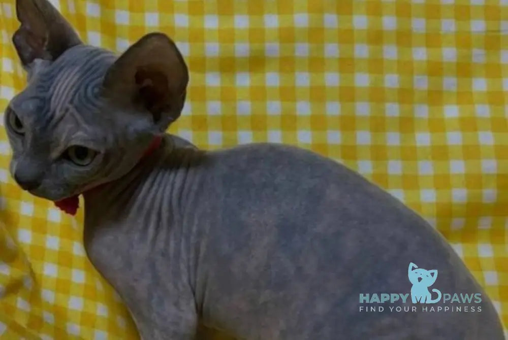 Adel Elf female blue tortie - live animals