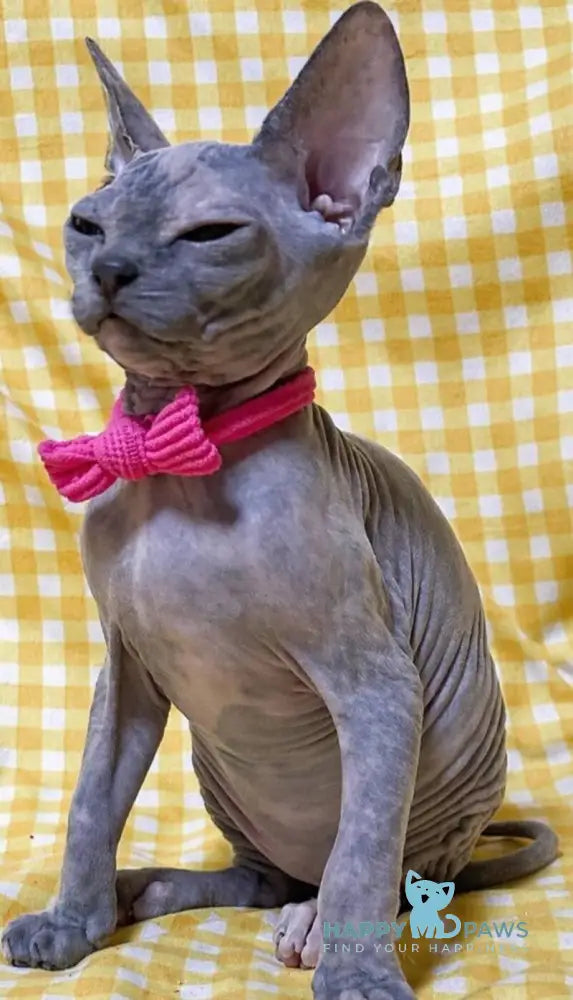Adel Elf female blue tortie - live animals