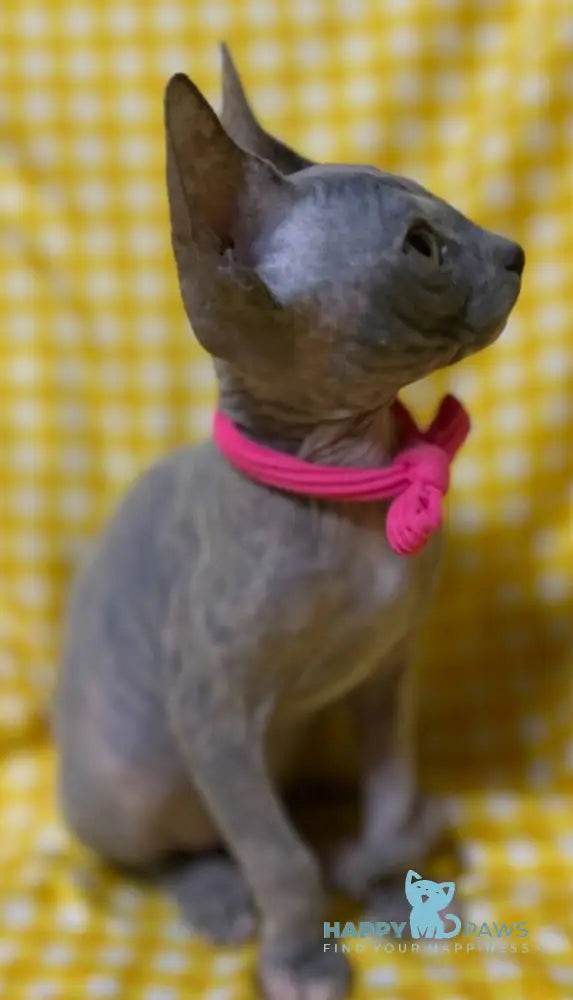 Adel Elf female blue tortie - live animals