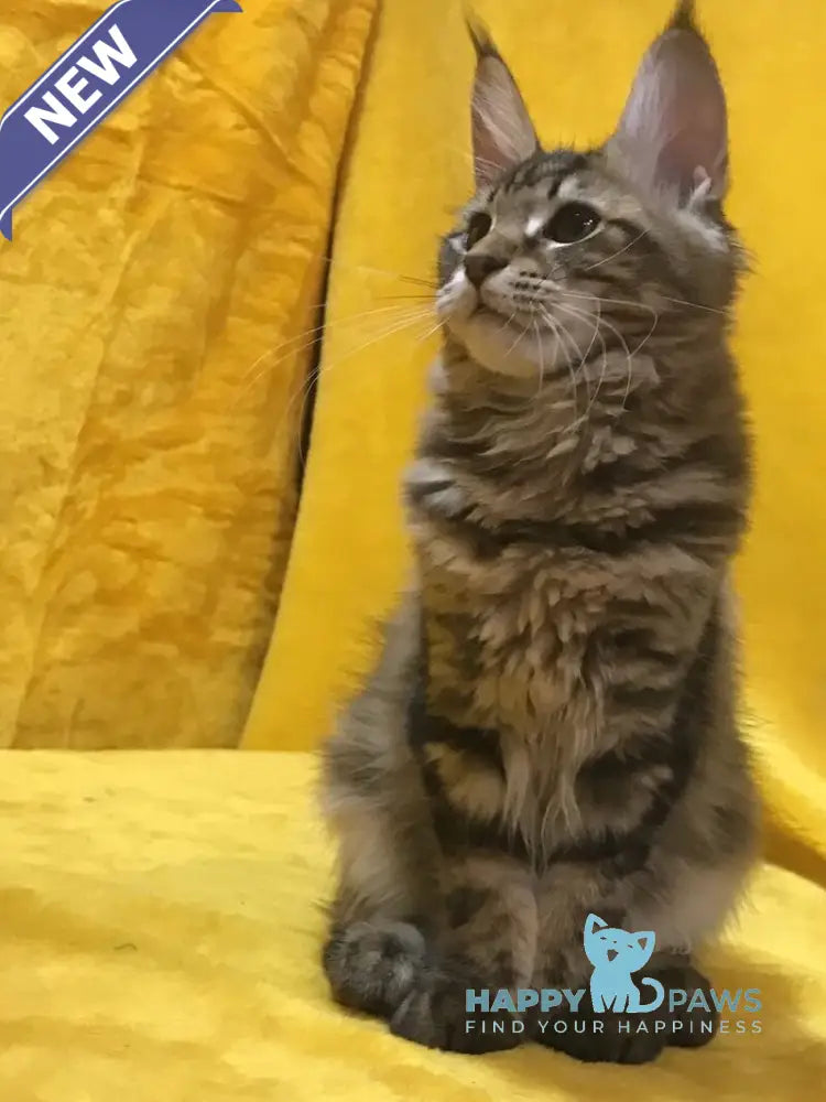 Adel Maine Coon female black tabby live animals