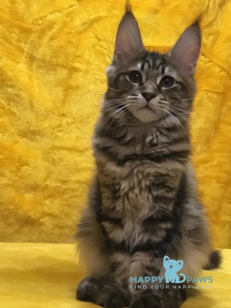 Adel Maine Coon female black tabby live animals