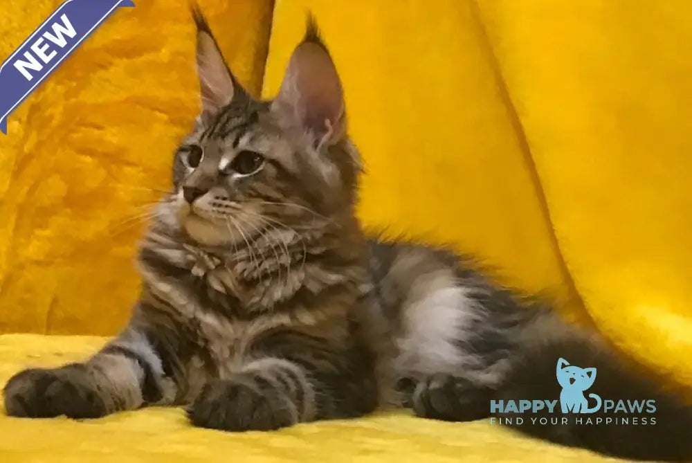Adel Maine Coon female black tabby live animals
