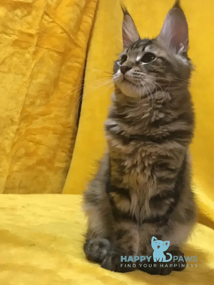 Adel Maine Coon female black tabby live animals