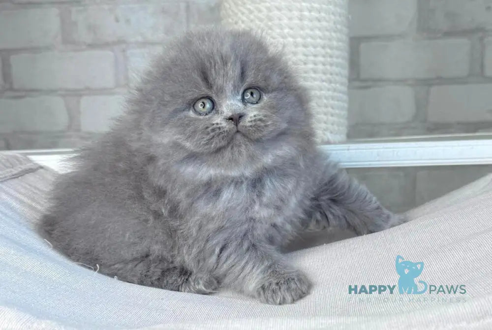 Adel Scottish Fold female blue live animals