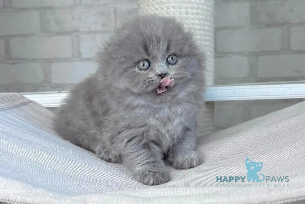 Adel Scottish Fold female blue live animals