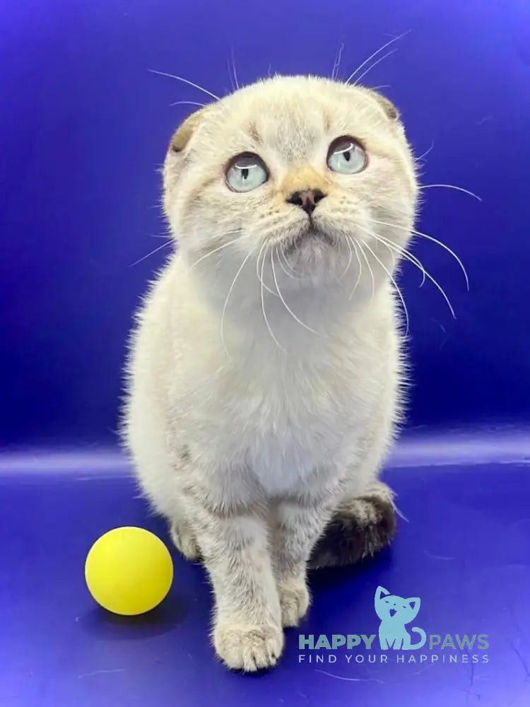 Adel Scottish Fold female chocolate spotted tabby pointed live animals