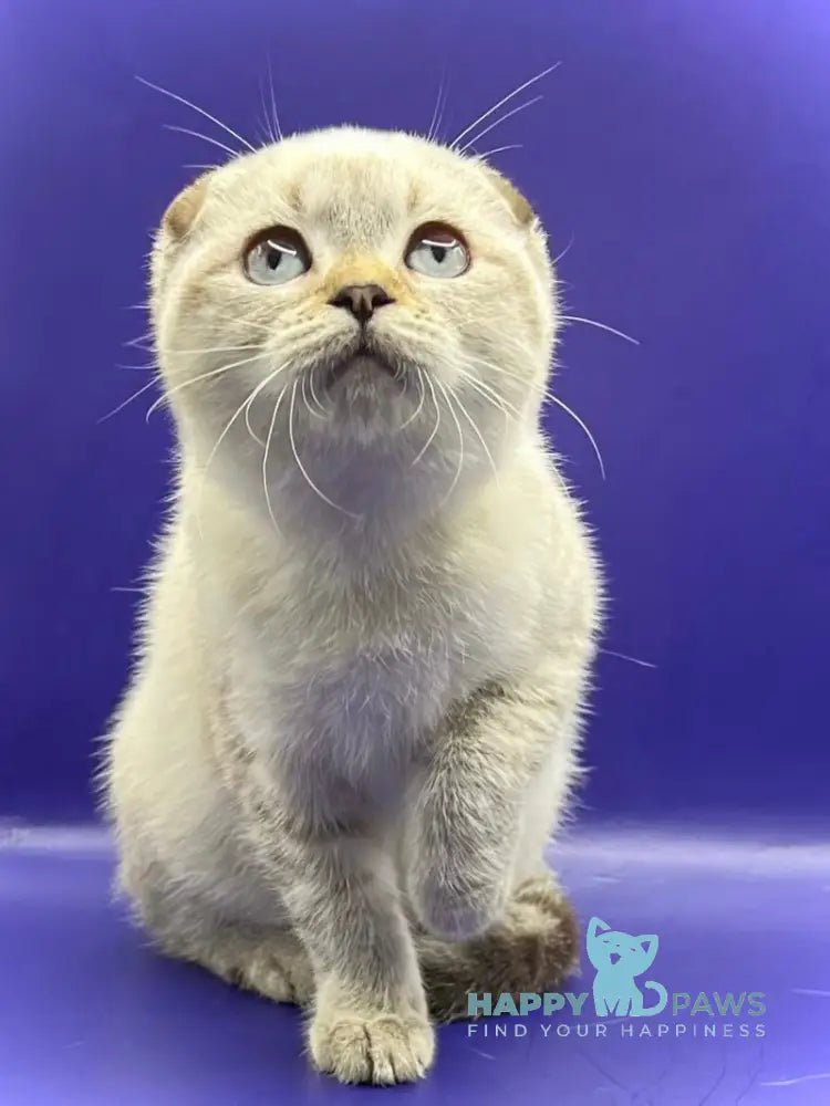 Adel Scottish Fold female chocolate spotted tabby pointed live animals