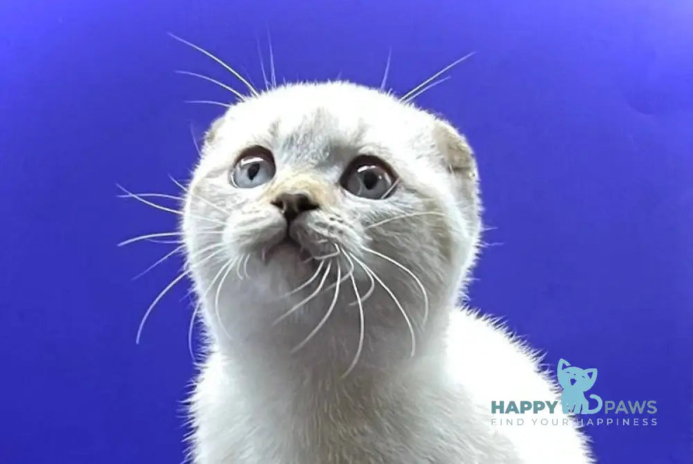 Adel Scottish Fold female chocolate spotted tabby pointed live animals