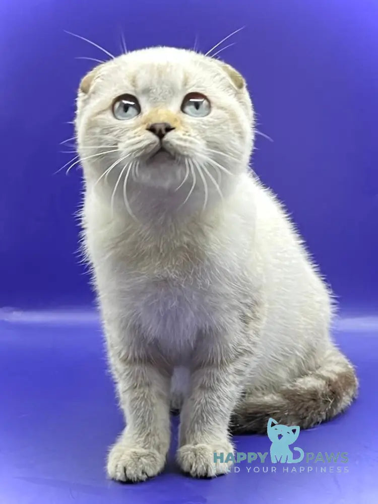 Adel Scottish Fold female chocolate spotted tabby pointed live animals