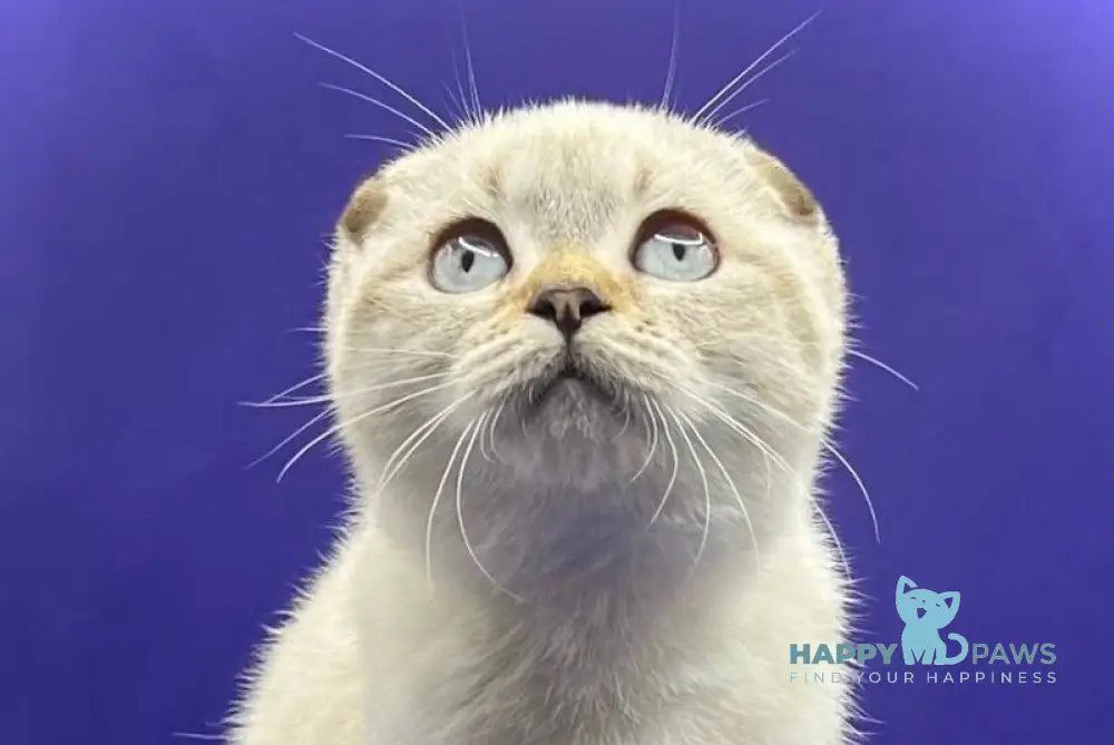 Adel Scottish Fold female chocolate spotted tabby pointed live animals