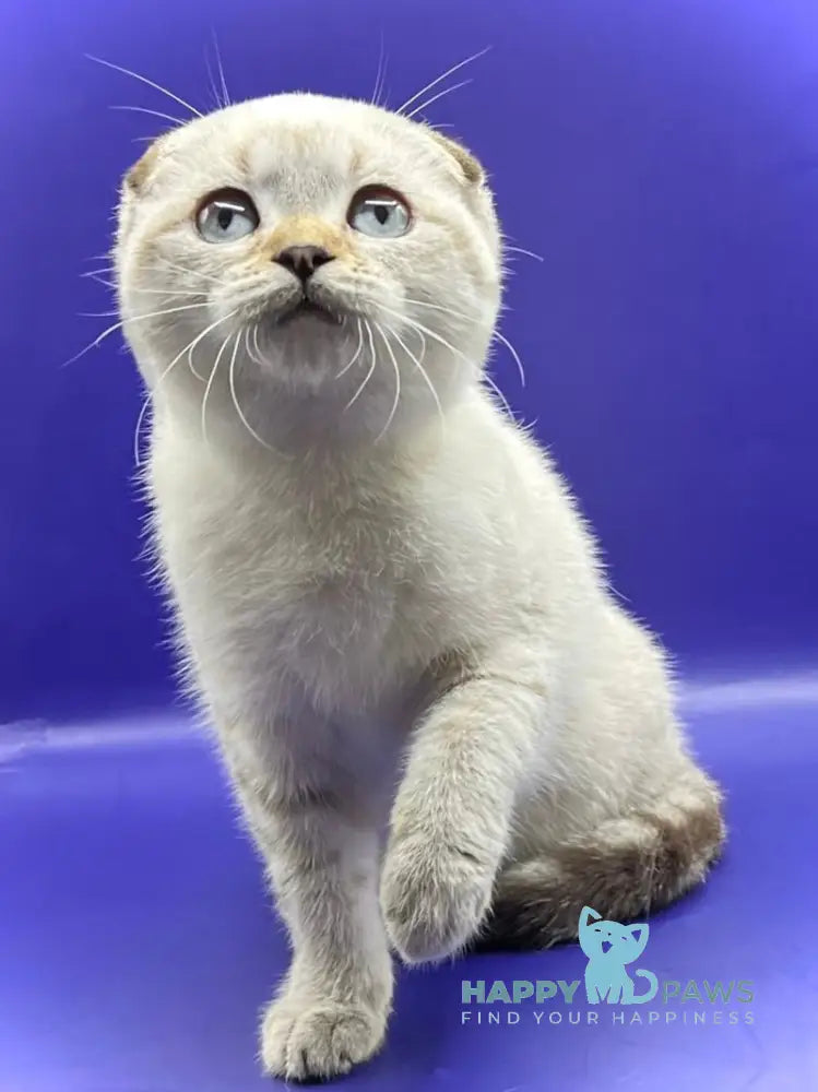 Adel Scottish Fold female chocolate spotted tabby pointed live animals