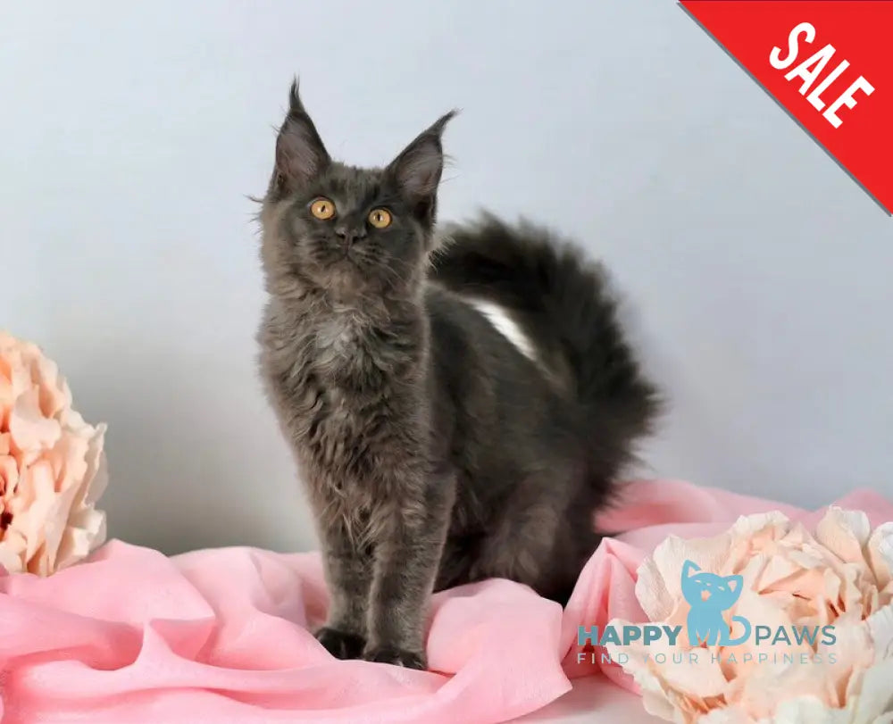 Adela Maine Coon female blue live animals