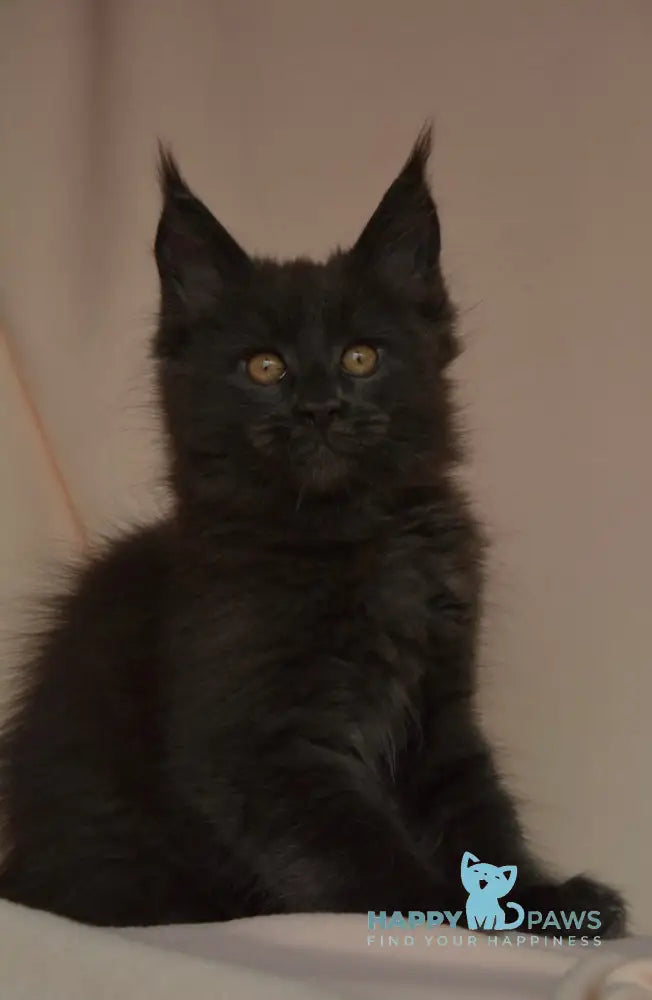 Adela Maine Coon female blue live animals