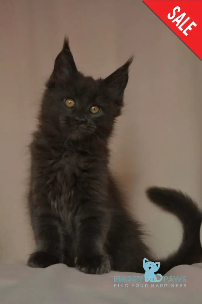 Adela Maine Coon female blue live animals