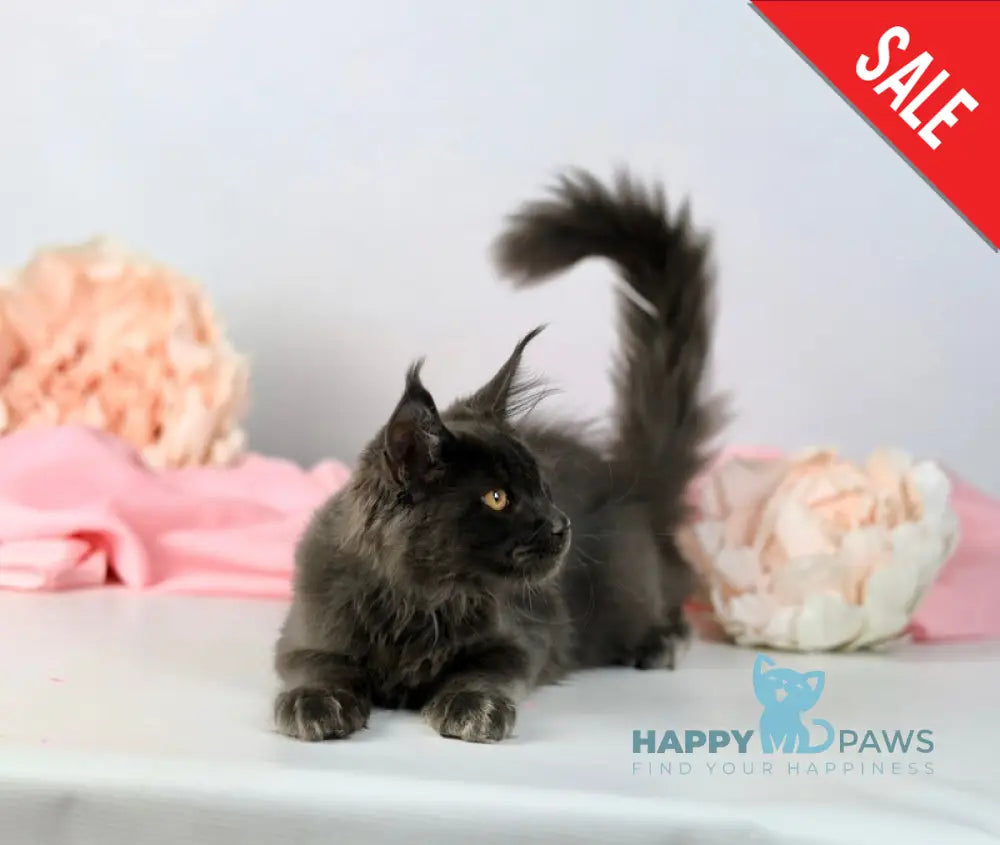 Adela Maine Coon female blue live animals