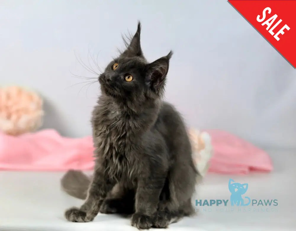 Adela Maine Coon female blue live animals