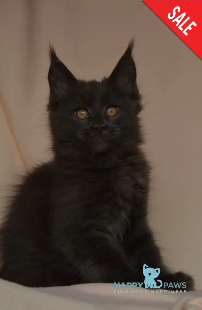 Adela Maine Coon female blue live animals