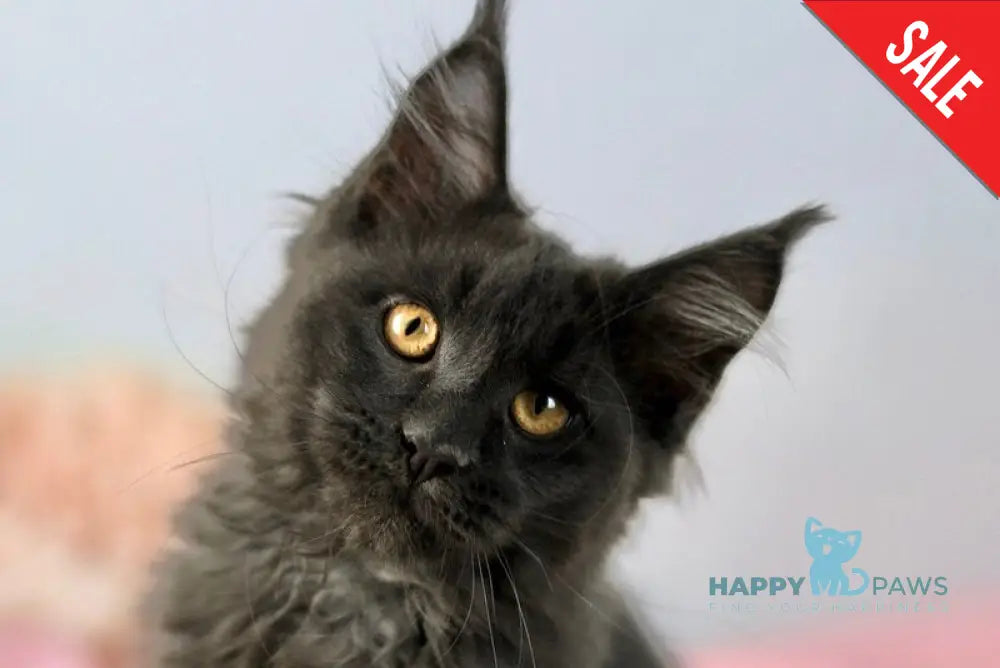 Adela Maine Coon female blue live animals