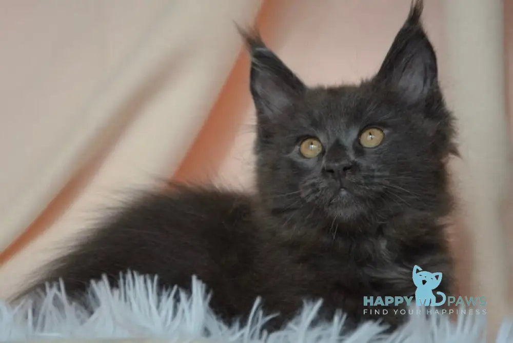 Adela Maine Coon female blue live animals