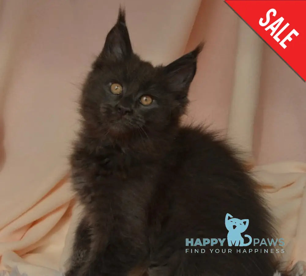 Adela Maine Coon female blue live animals
