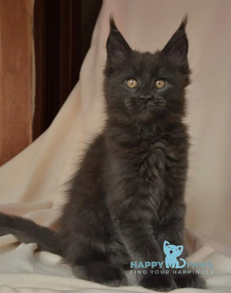 Adela Maine Coon female blue live animals