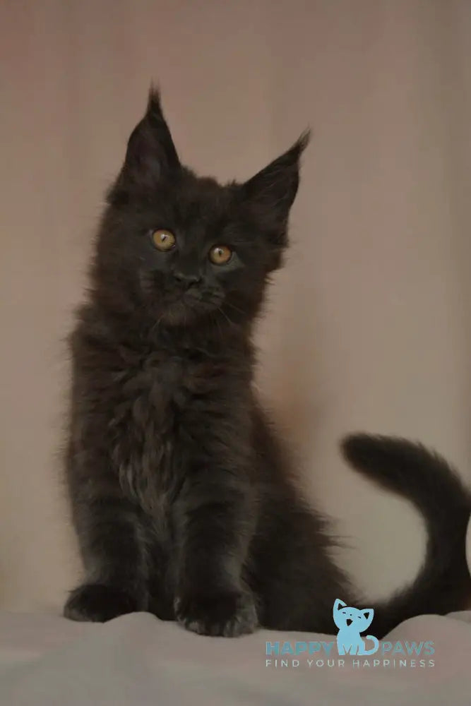 Adela Maine Coon female blue live animals