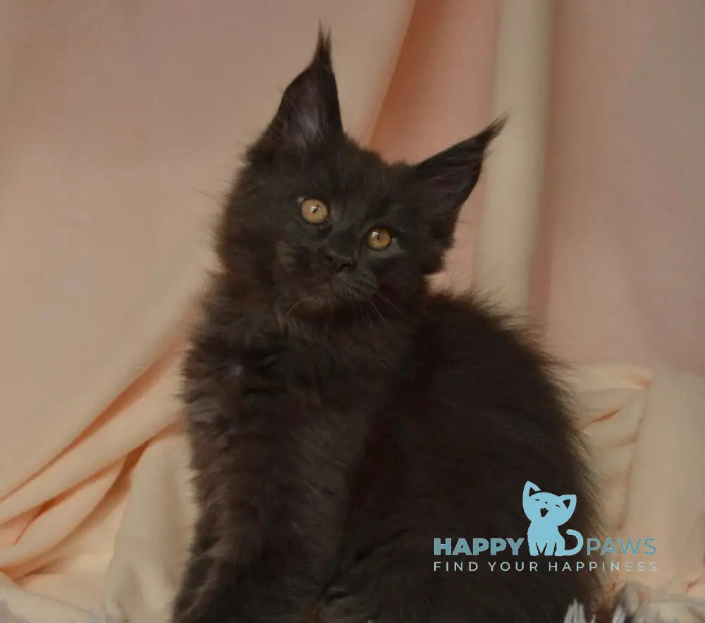 Adela Maine Coon female blue live animals