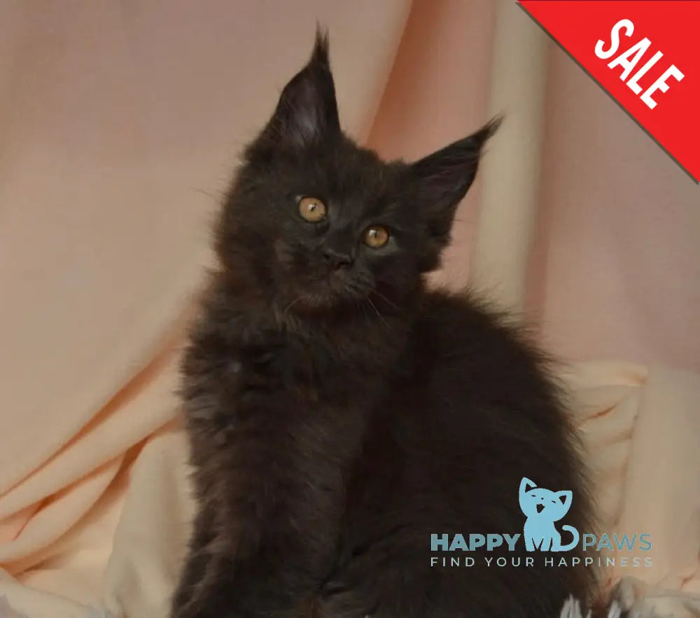 Adela Maine Coon female blue live animals