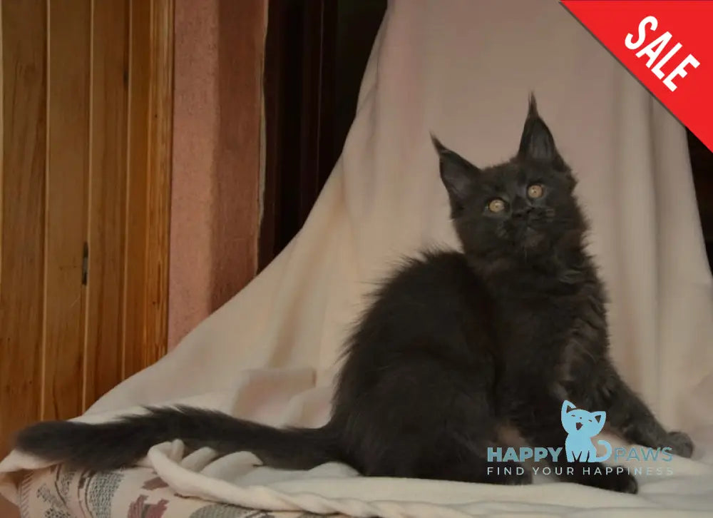 Adela Maine Coon female blue live animals