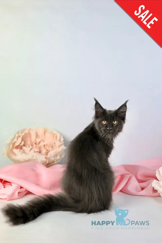 Adela Maine Coon female blue live animals