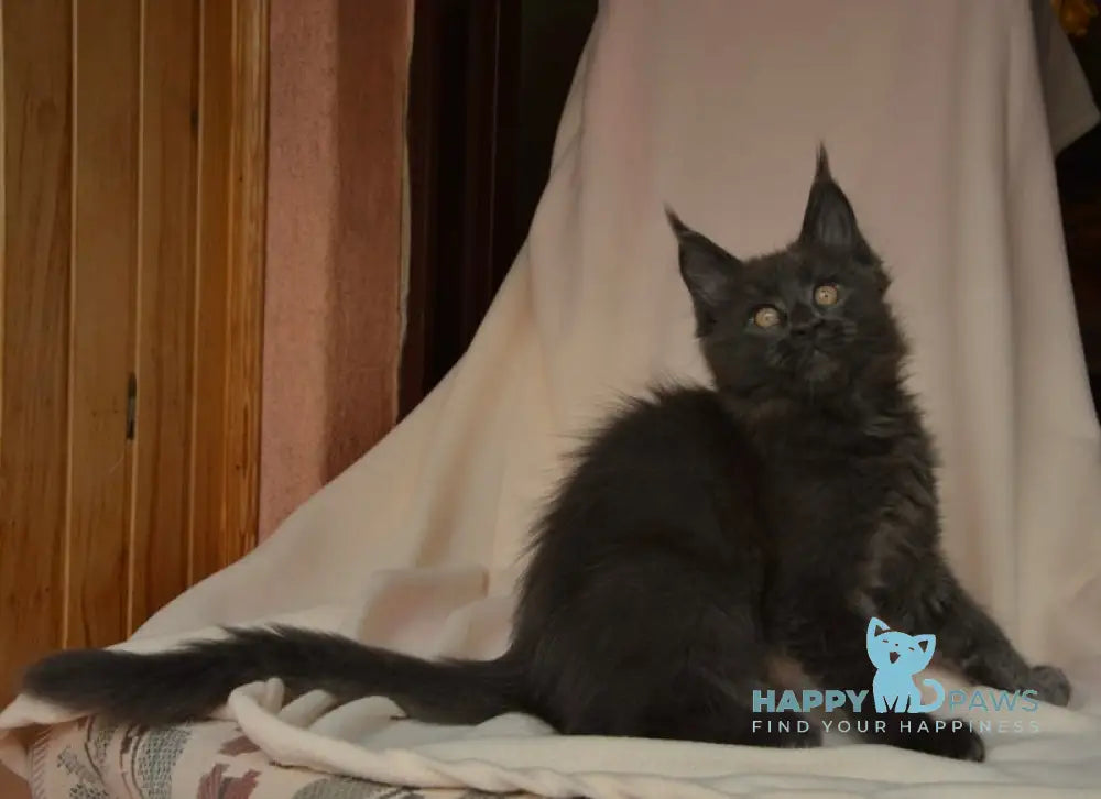 Adela Maine Coon female blue live animals