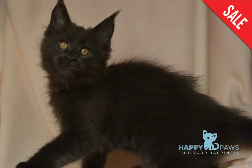 Adela Maine Coon female blue live animals