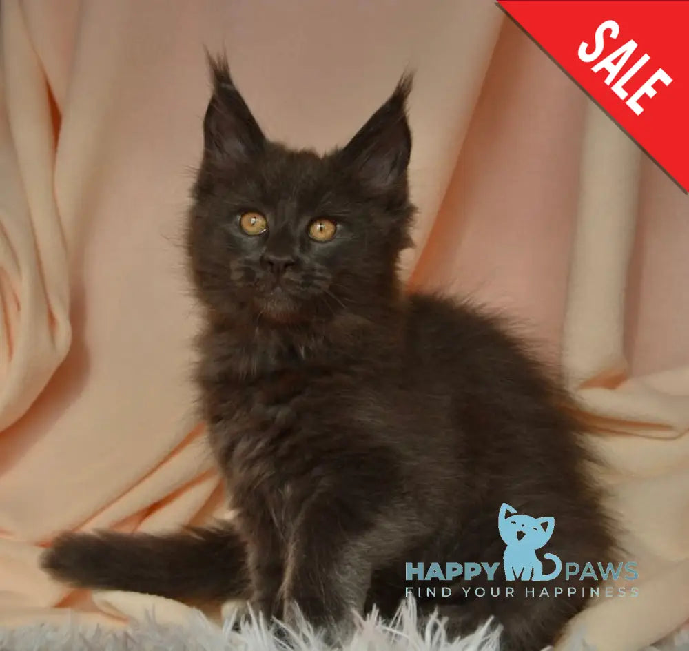 Adela Maine Coon female blue live animals
