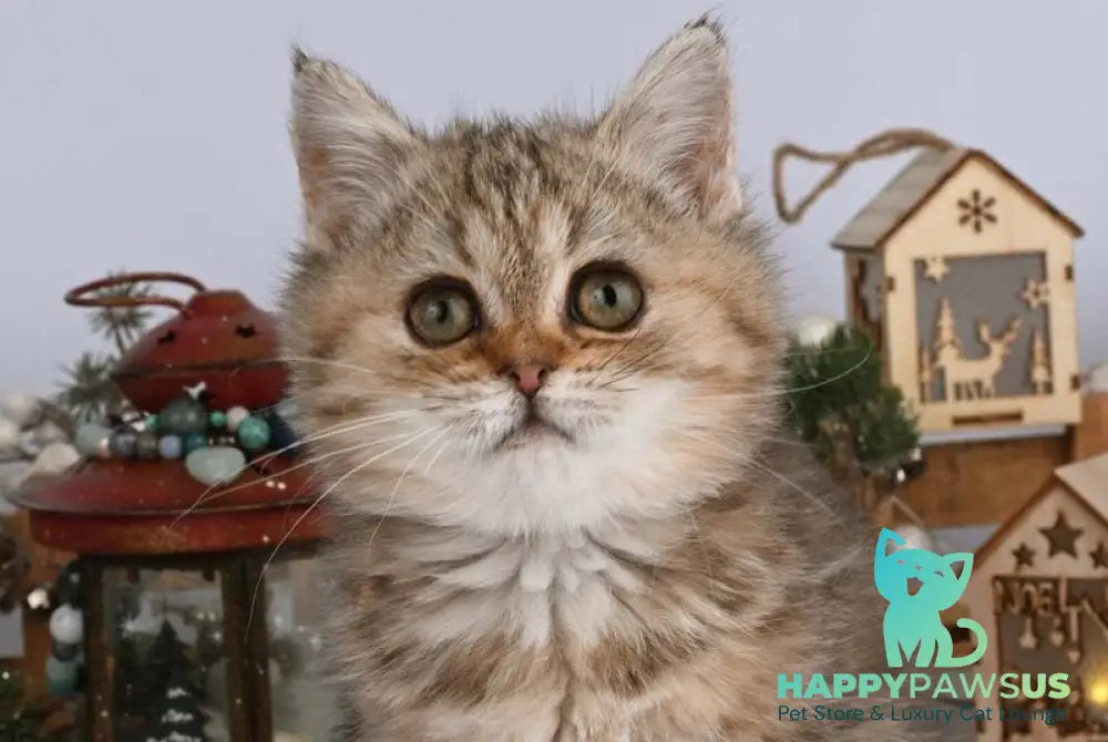 Adele British Shorthair female black tabby live animals