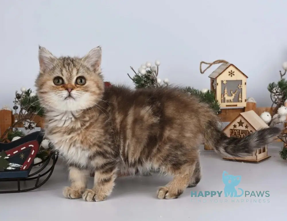 Adele British Shorthair female black tabby live animals