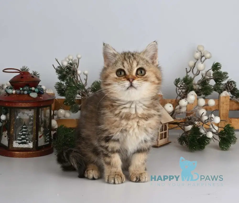 Adele British Shorthair female black tabby live animals