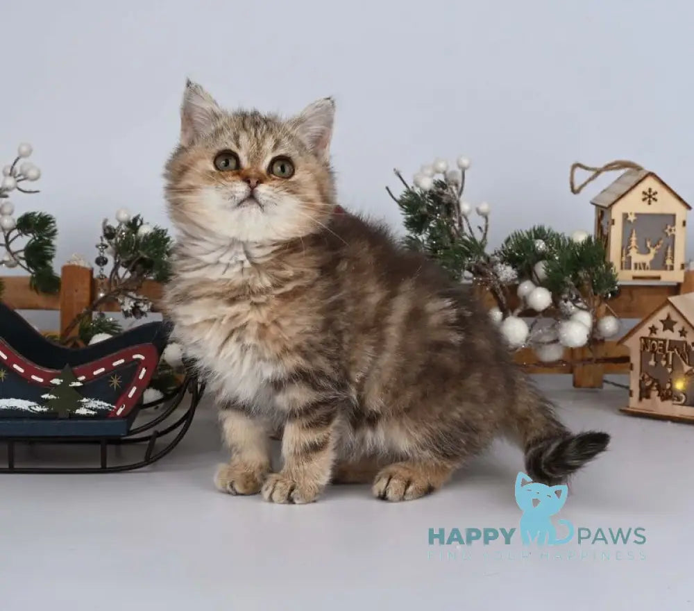 Adele British Shorthair female black tabby live animals