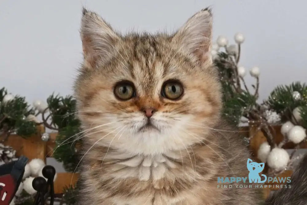 Adele British Shorthair female black tabby live animals