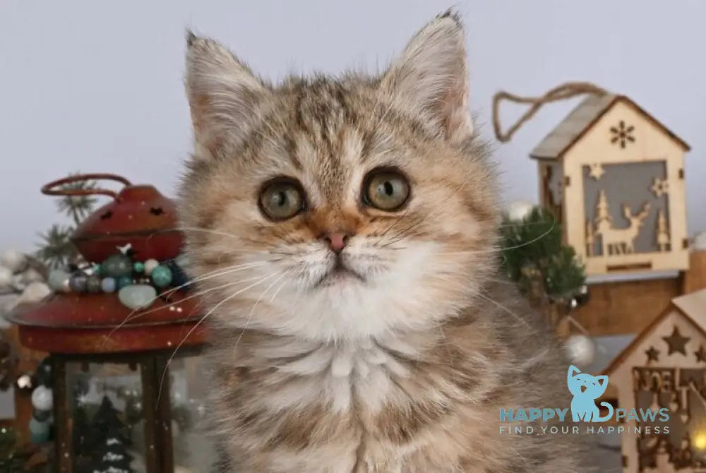 Adele British Shorthair female black tabby live animals