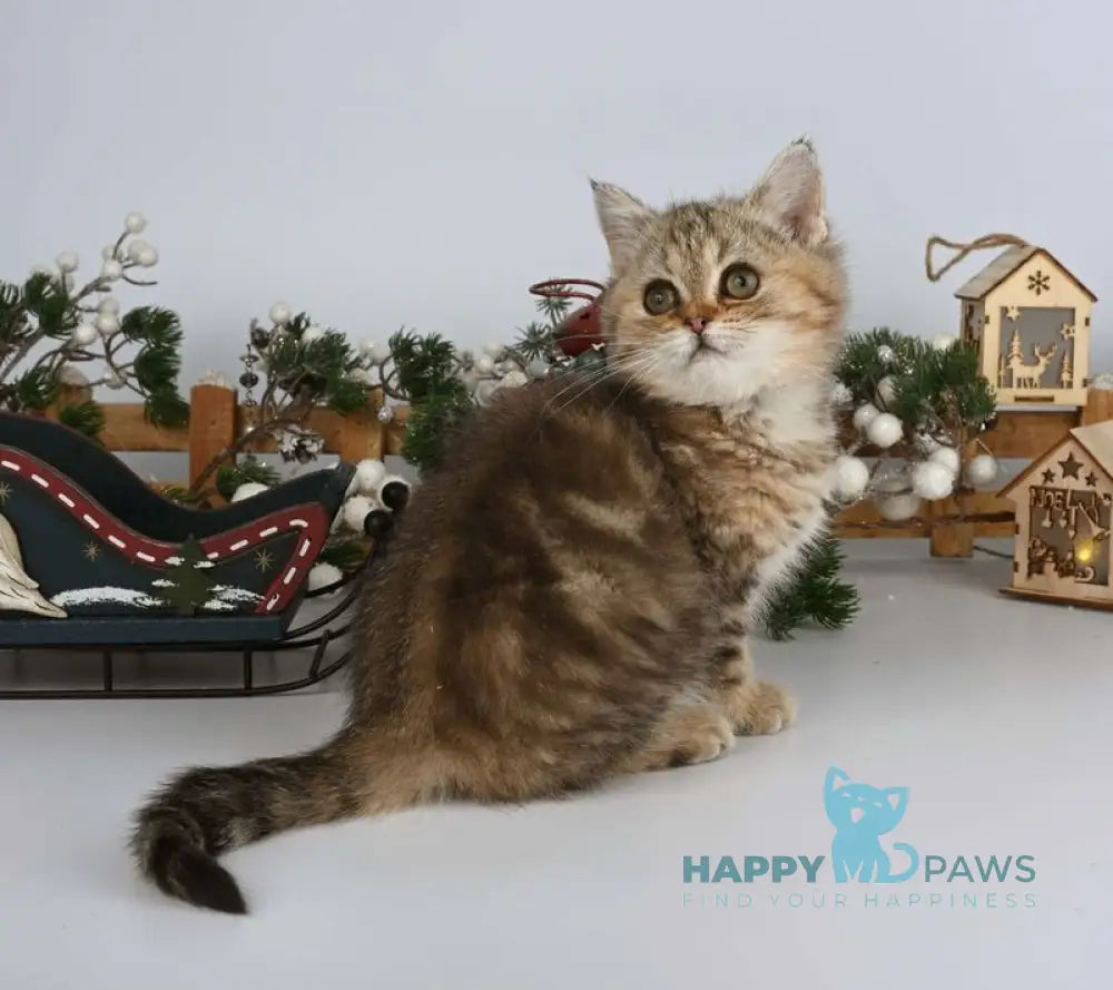 Adele British Shorthair female black tabby live animals