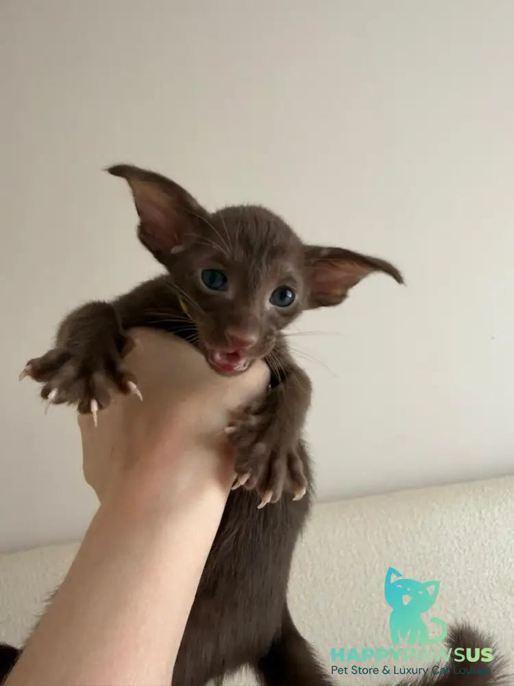 Adele Oriental Shorthair female chocolate - live animals