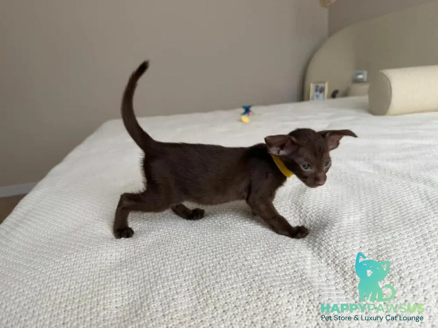 Adele Oriental Shorthair female chocolate - live animals