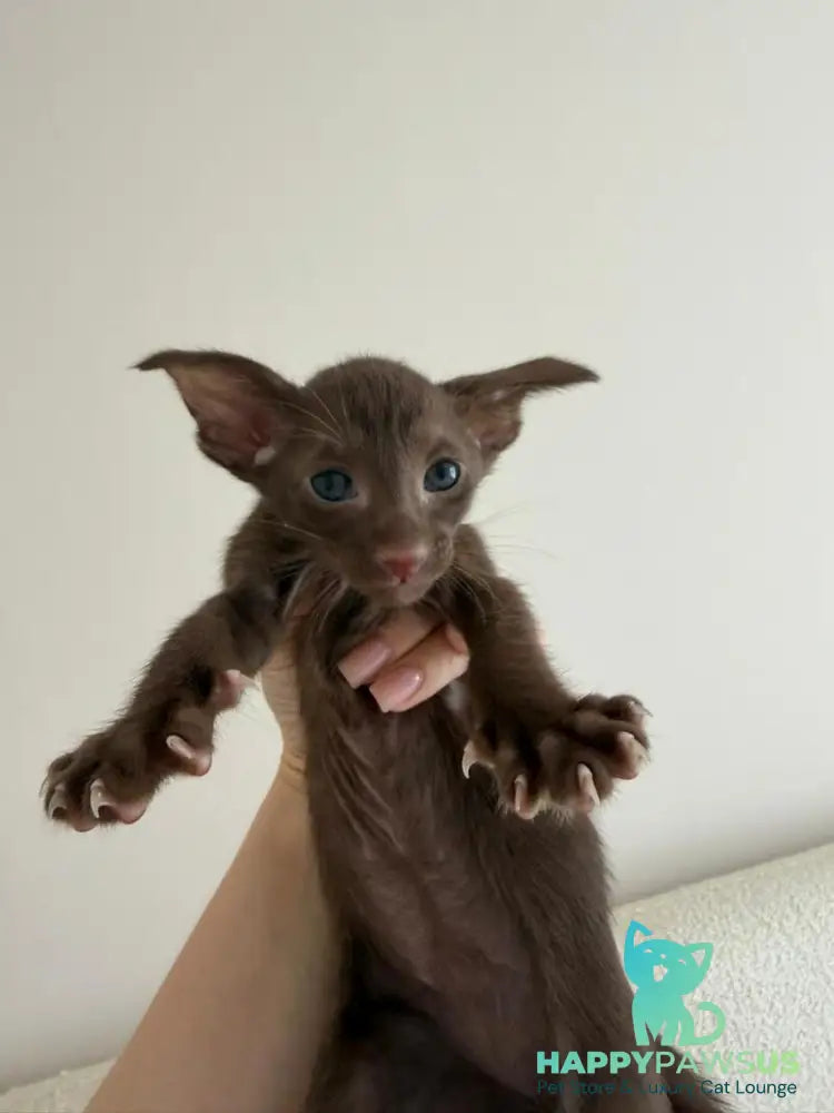 Adele Oriental Shorthair female chocolate - live animals