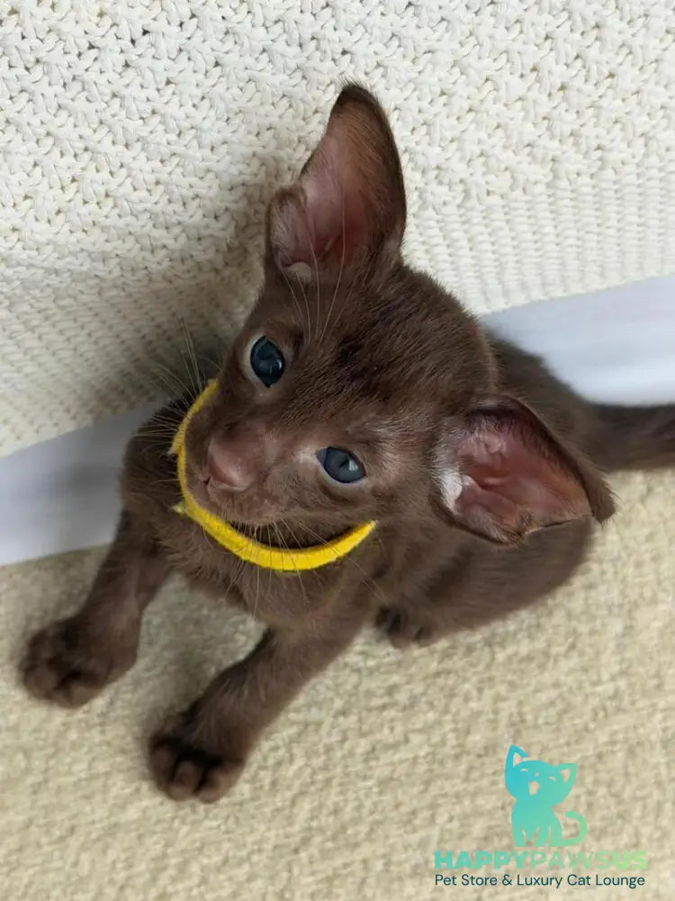 Adele Oriental Shorthair female chocolate - live animals