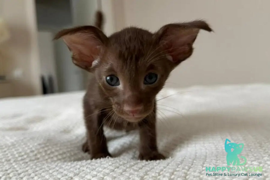 Adele Oriental Shorthair female chocolate - live animals
