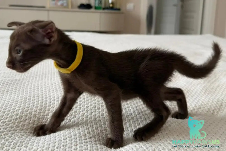 Adele Oriental Shorthair female chocolate - live animals
