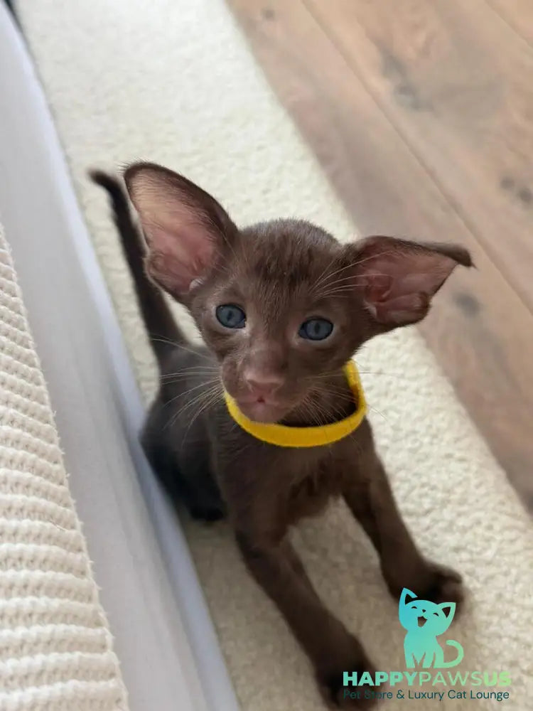 Adele Oriental Shorthair female chocolate - live animals