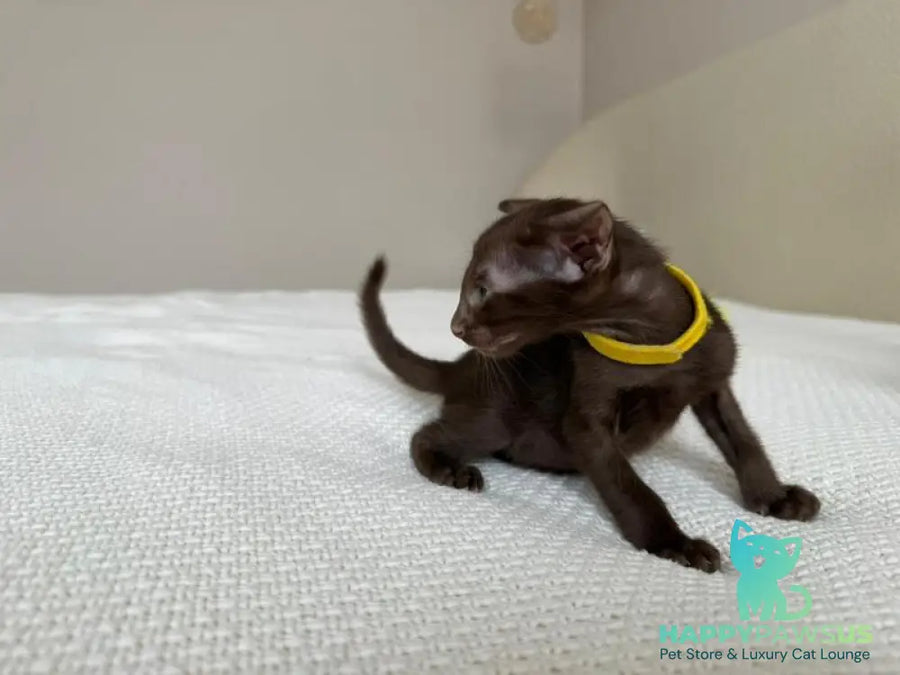 Adele Oriental Shorthair female chocolate - live animals