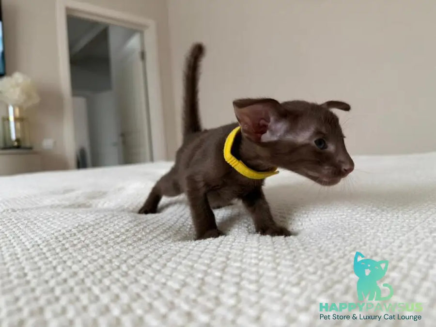 Adele Oriental Shorthair female chocolate - live animals